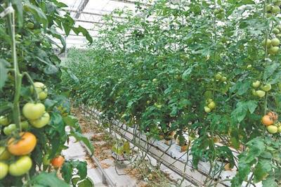 凭证入市,青海打造农产品安全新名片