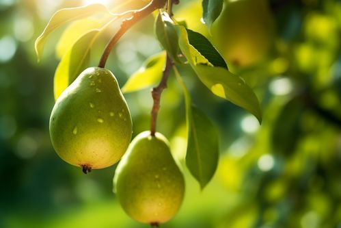 鲜甜多汁的梨子果树果园水果农产品摄影图 摄影