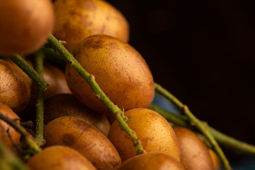 黄皮果特产夏季水果美食摄影图 摄影